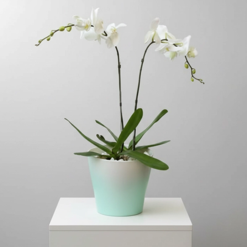 Double Phalaenopsis Plant White